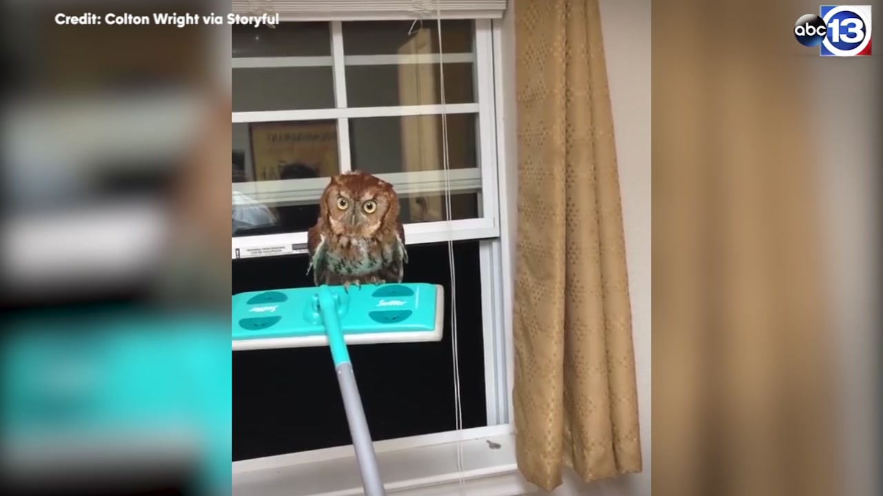 Man screams in terror trying to get owl out of kitchen